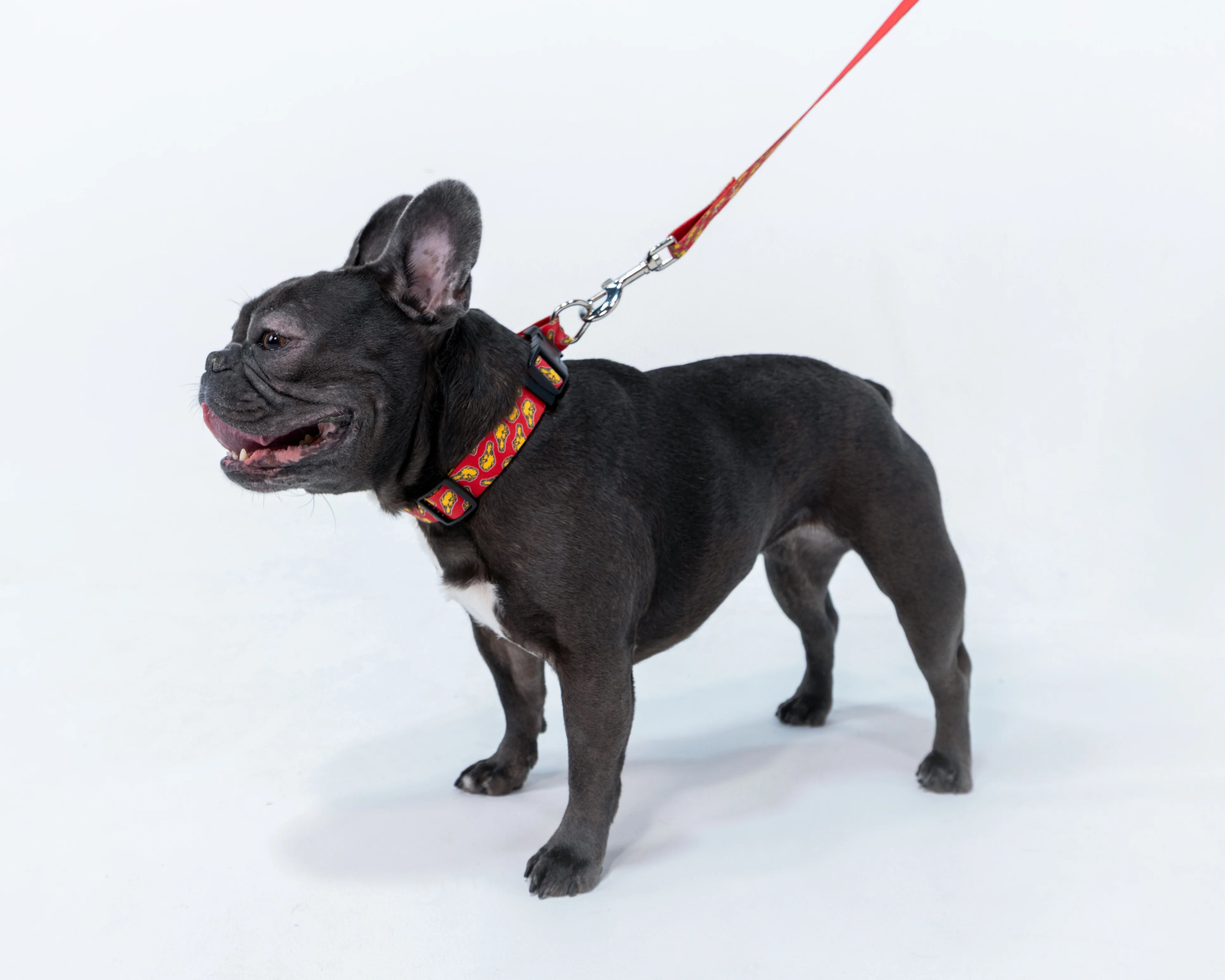 Drumstick Dog Leash